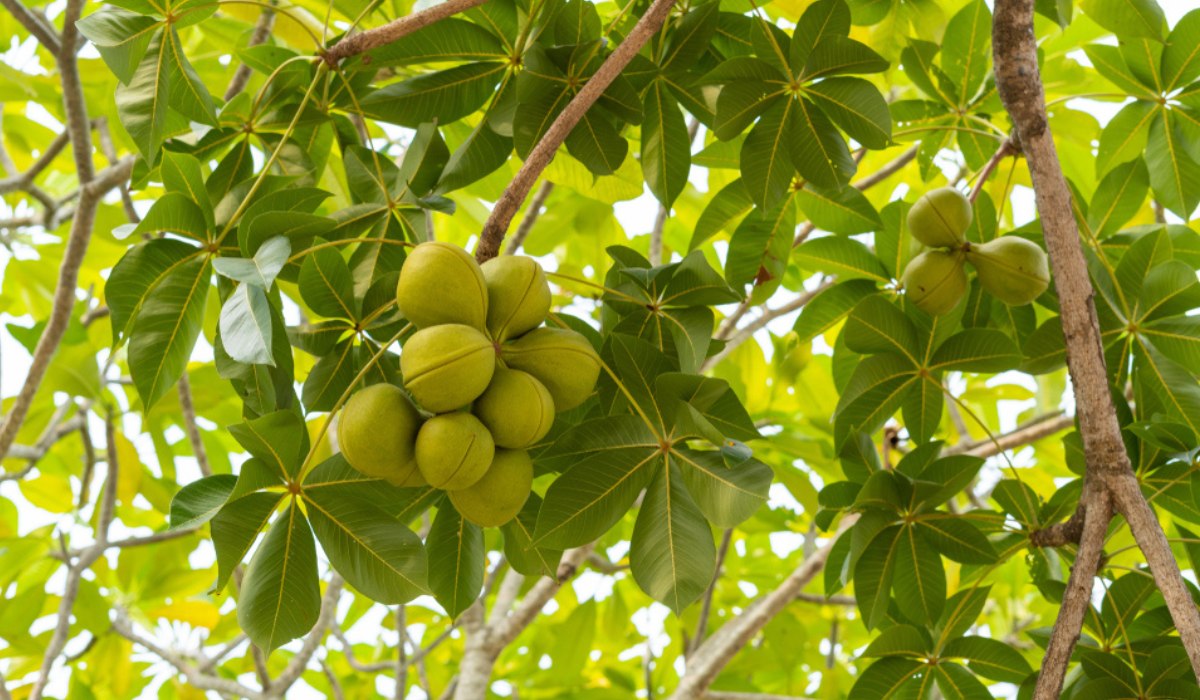 Sterculia foetida